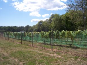 Marthas Vineyard AVA vines - by EgorovaSvetlana - Wikimedia